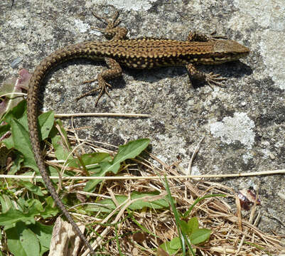 Image of Common wall lizard