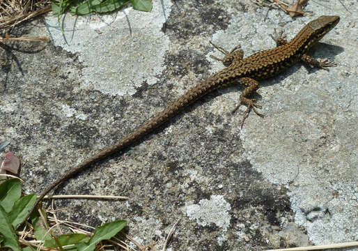 Image of Common wall lizard