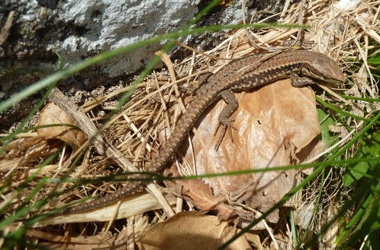 Image of Common wall lizard