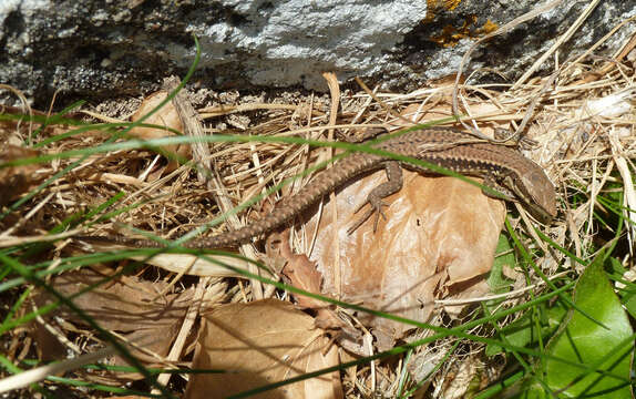 Image of Common wall lizard