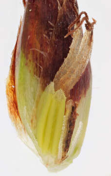 Image of lakeshore bulrush