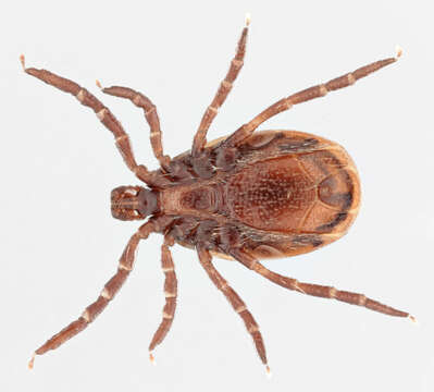 Image of Common sheep tick