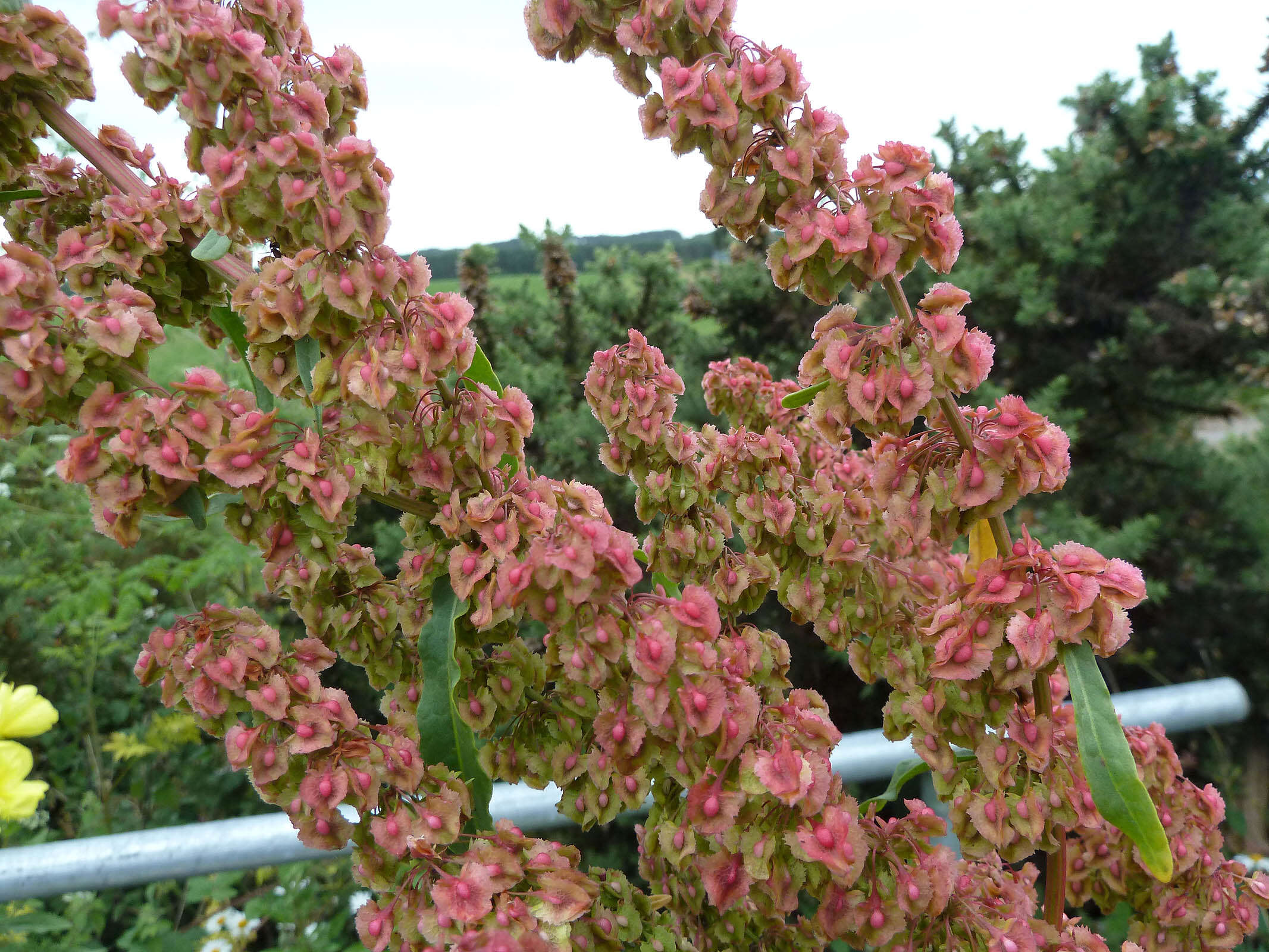 صورة Rumex cristatus DC.