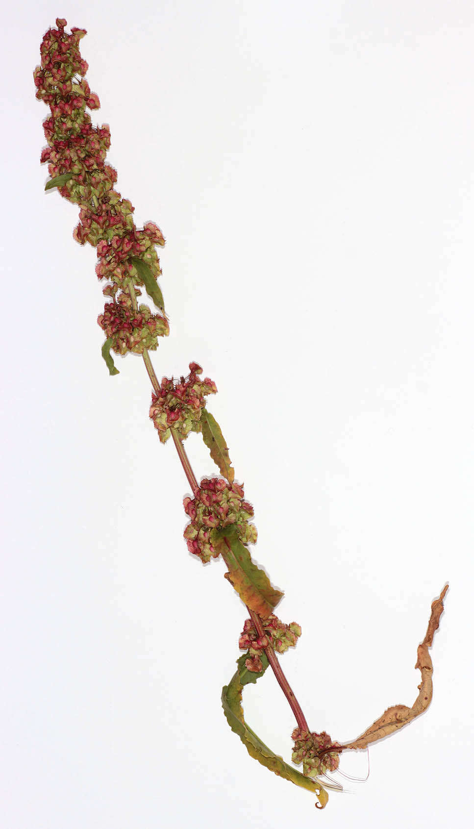 صورة Rumex cristatus DC.