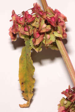 صورة Rumex cristatus DC.