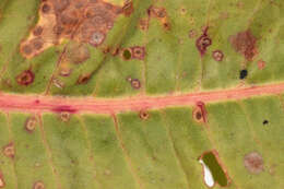 صورة Rumex cristatus DC.