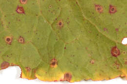 صورة Rumex cristatus DC.