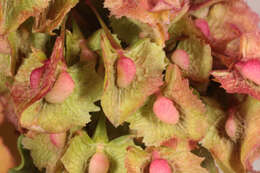 صورة Rumex cristatus DC.