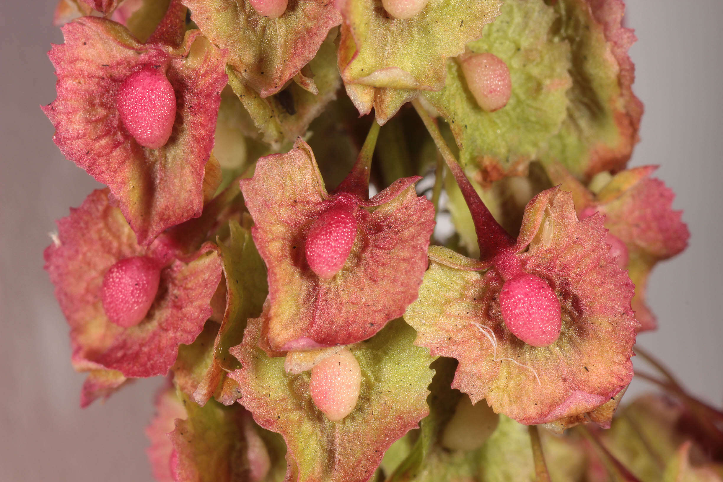 صورة Rumex cristatus DC.