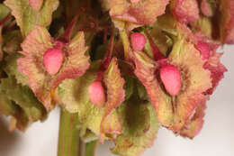 صورة Rumex cristatus DC.