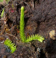 Imagem de Lycopodiella inundata (L.) J. Holub