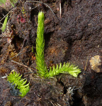 Image of Marsh Clubmoss