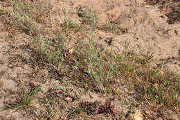 Image of slender cudweed