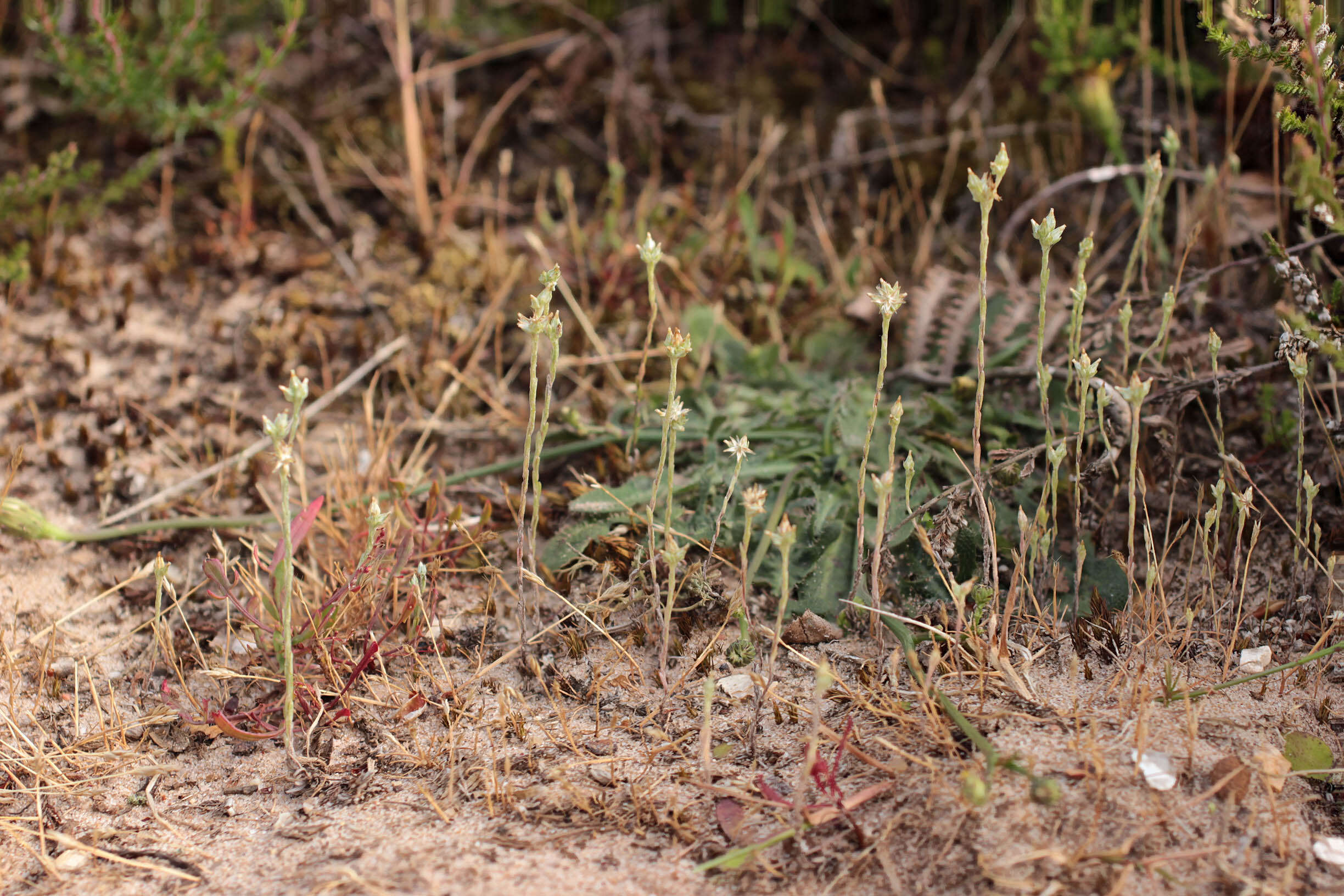 Image of slender cudweed