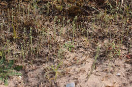 Image of slender cudweed