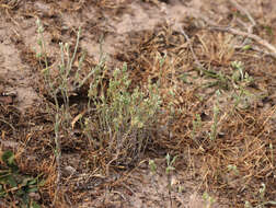 Image of slender cudweed