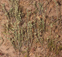 Image of slender cudweed