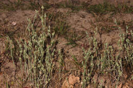 Image of slender cudweed