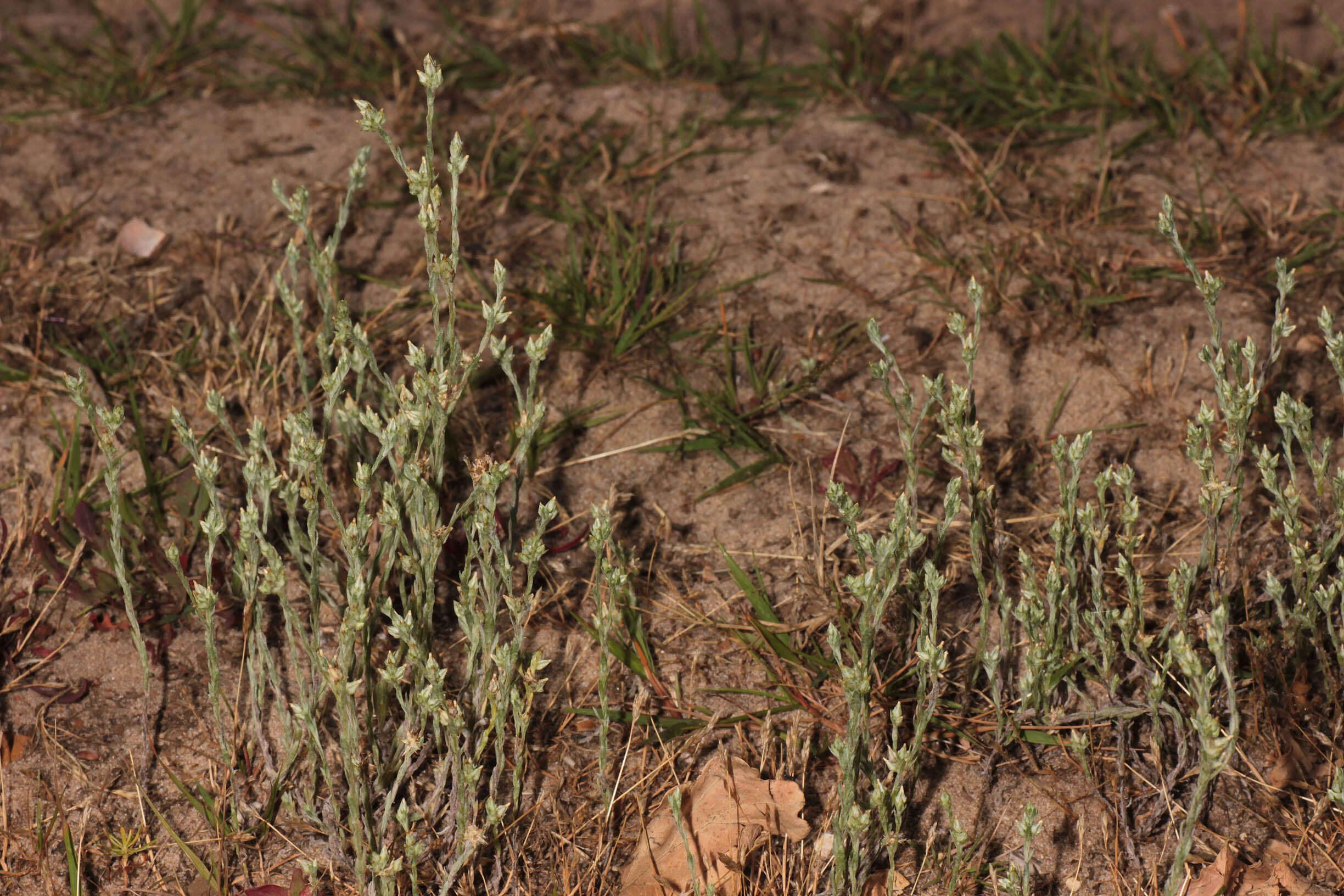 Image of slender cudweed