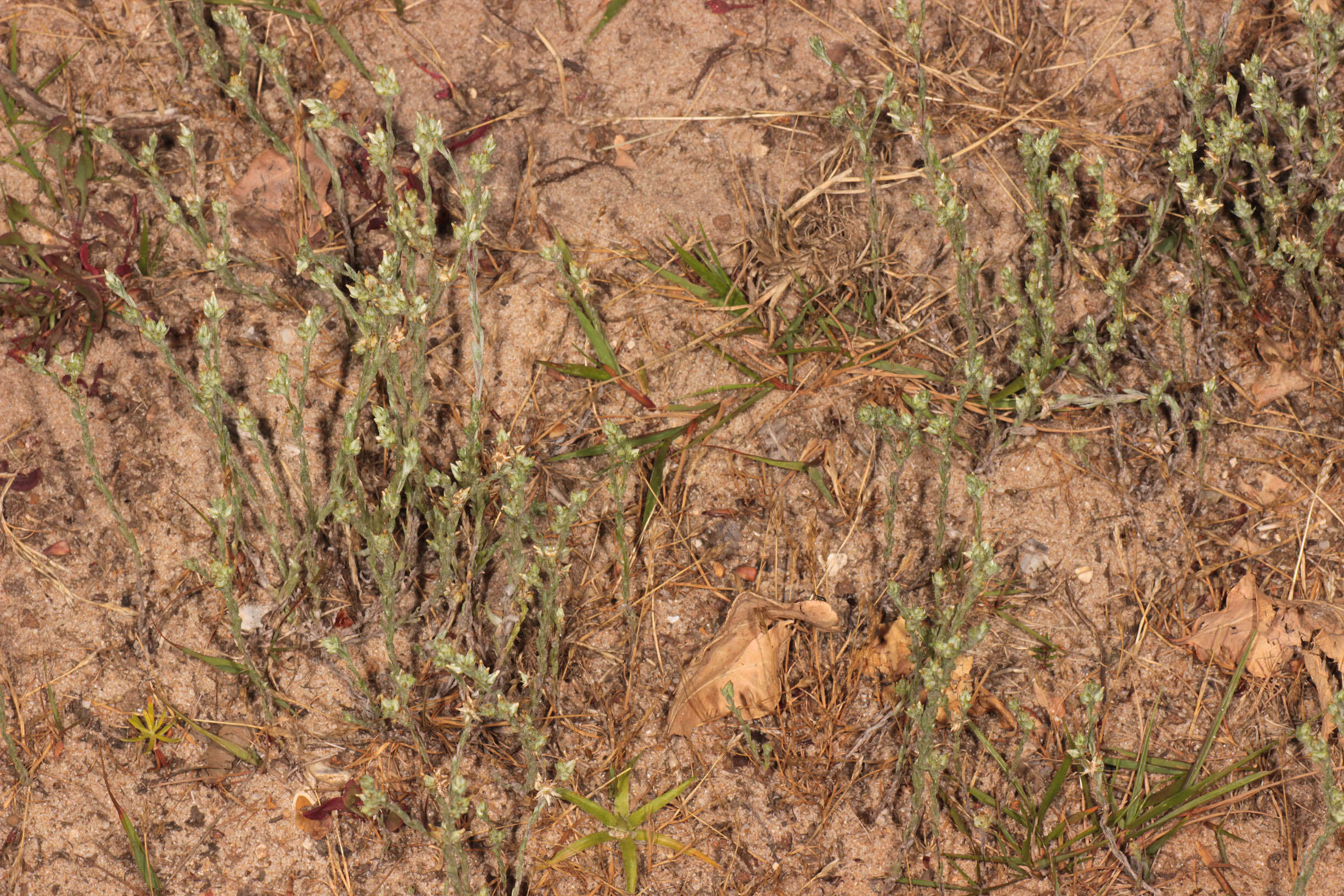 Image of slender cudweed