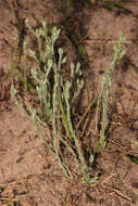 Image of slender cudweed