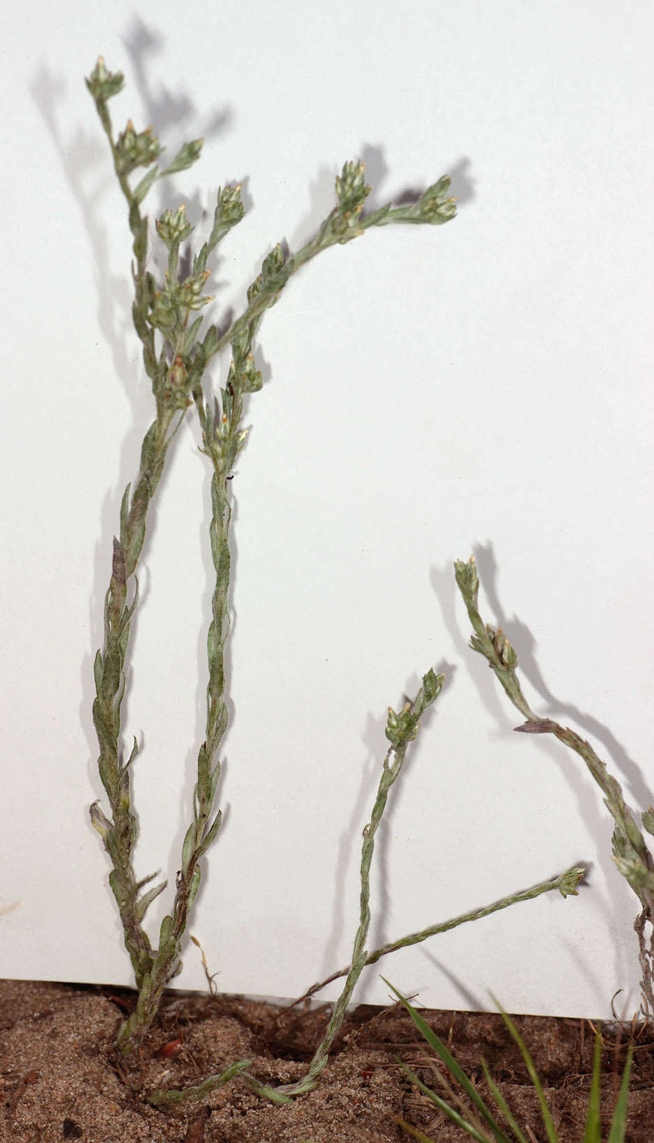 Image of slender cudweed