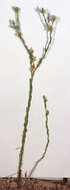 Image of slender cudweed