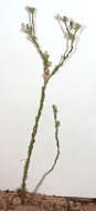 Image of slender cudweed