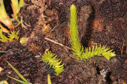 Image of Marsh Clubmoss