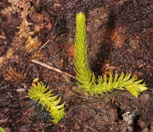 Image of Marsh Clubmoss