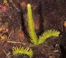 Image of Marsh Clubmoss