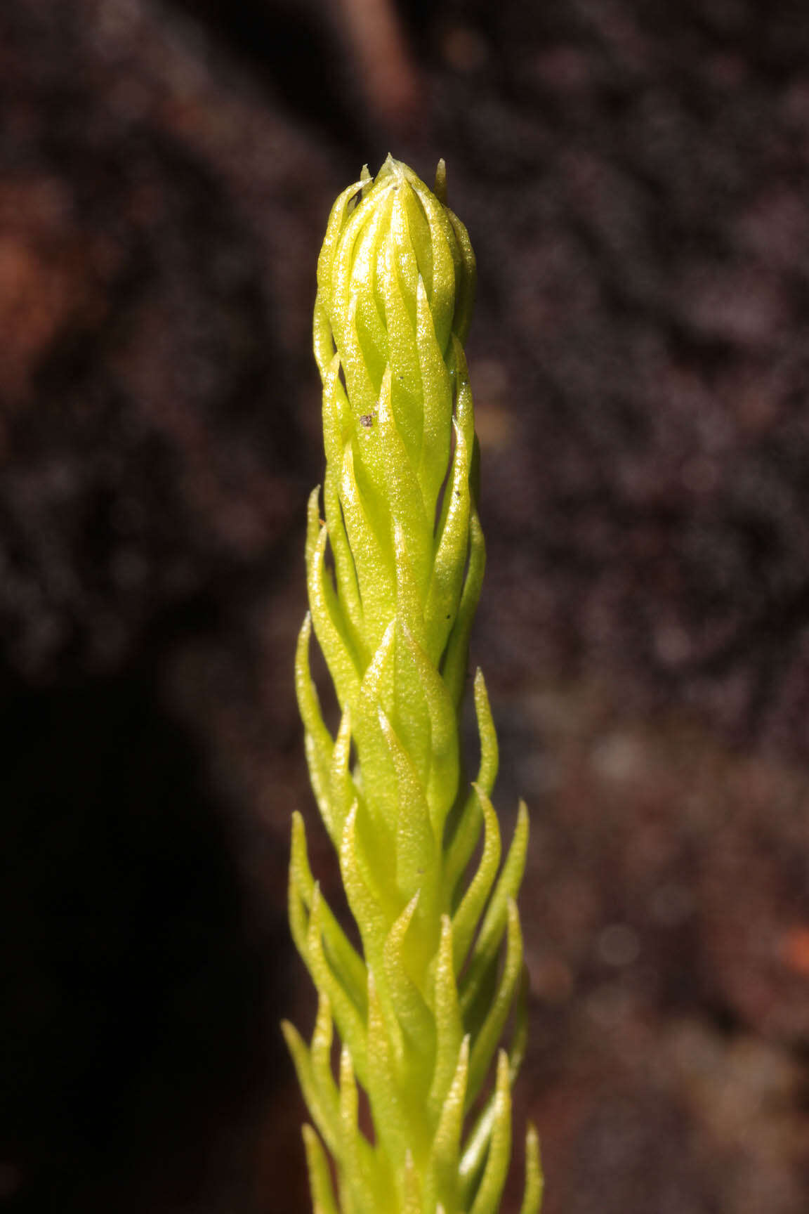 Image of Marsh Clubmoss