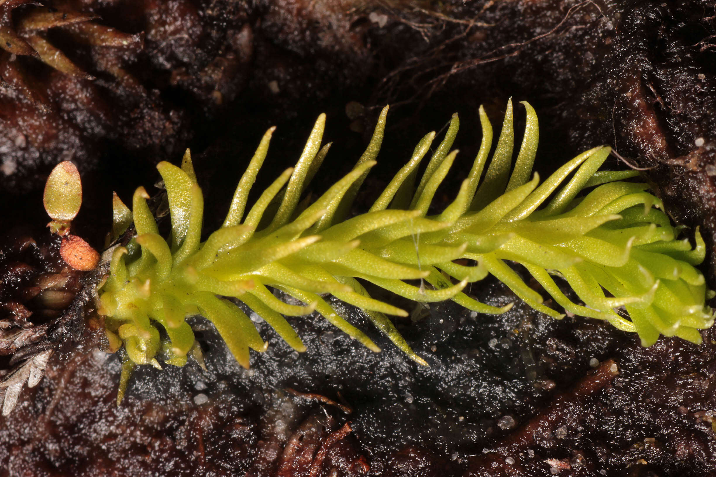 Image of Marsh Clubmoss