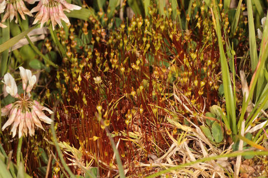 Image of small capsule dung moss