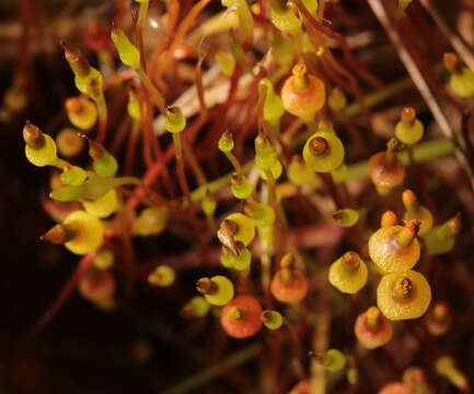 Image of small capsule dung moss