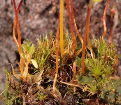 Image of small capsule dung moss