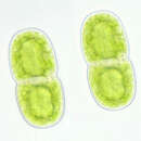 Image of Actinotaenium cucurbita