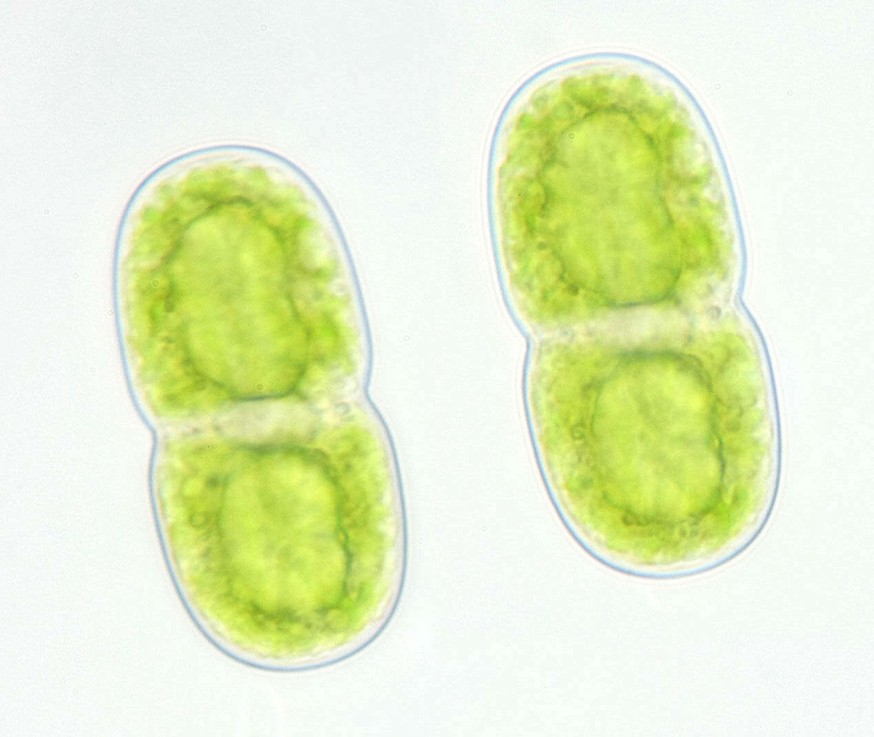 Image of Actinotaenium cucurbita