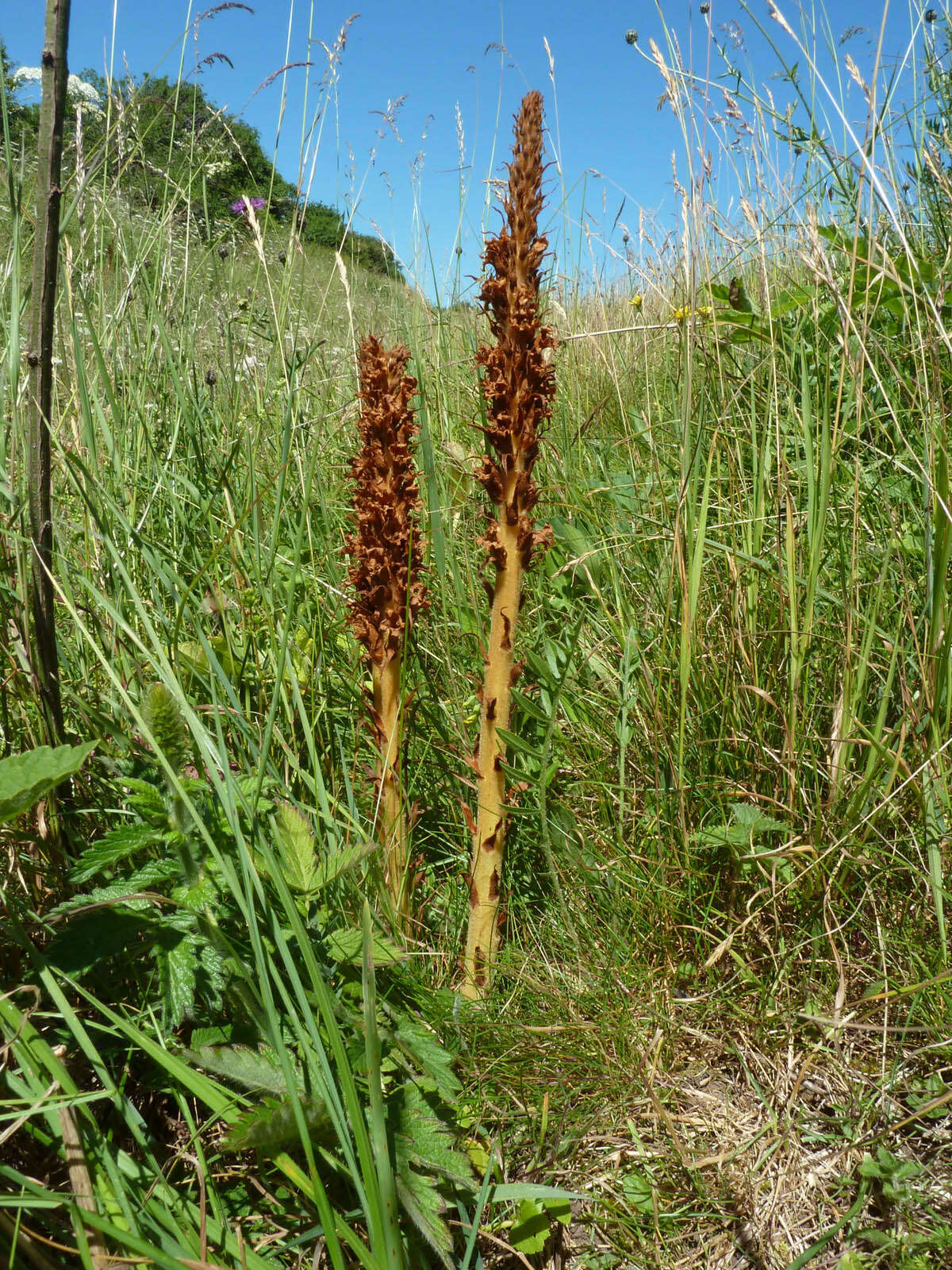 Image of Orobanche elatior Sutton