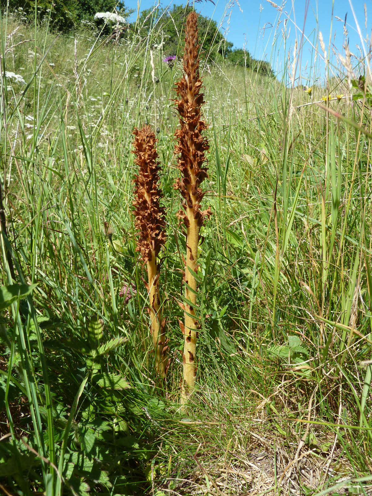 Image of Orobanche elatior Sutton