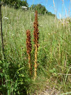 Image of Orobanche elatior Sutton