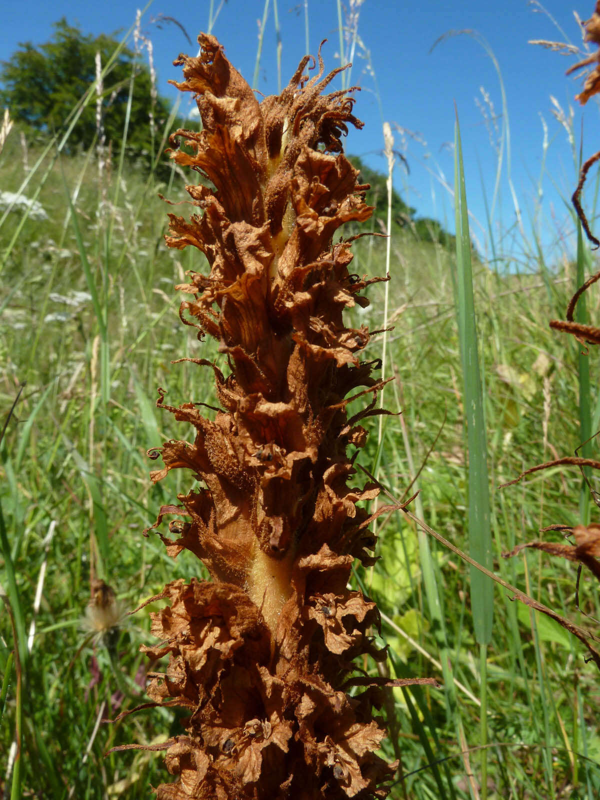 Image of Orobanche elatior Sutton