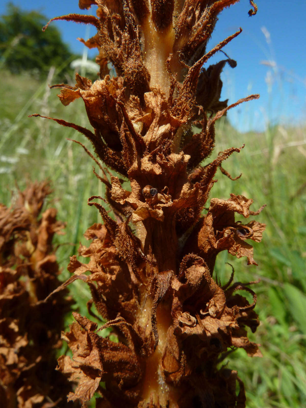 Image of Orobanche elatior Sutton