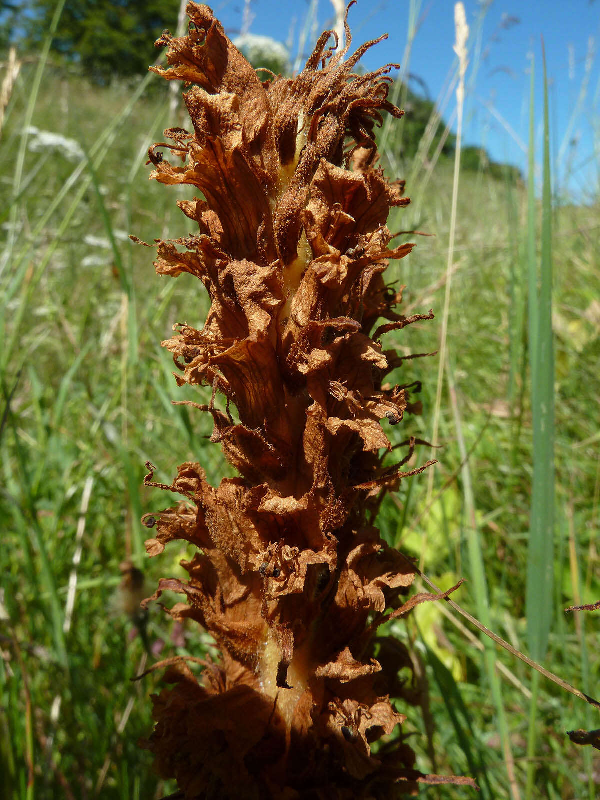 Image of Orobanche elatior Sutton