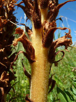 Image of Orobanche elatior Sutton