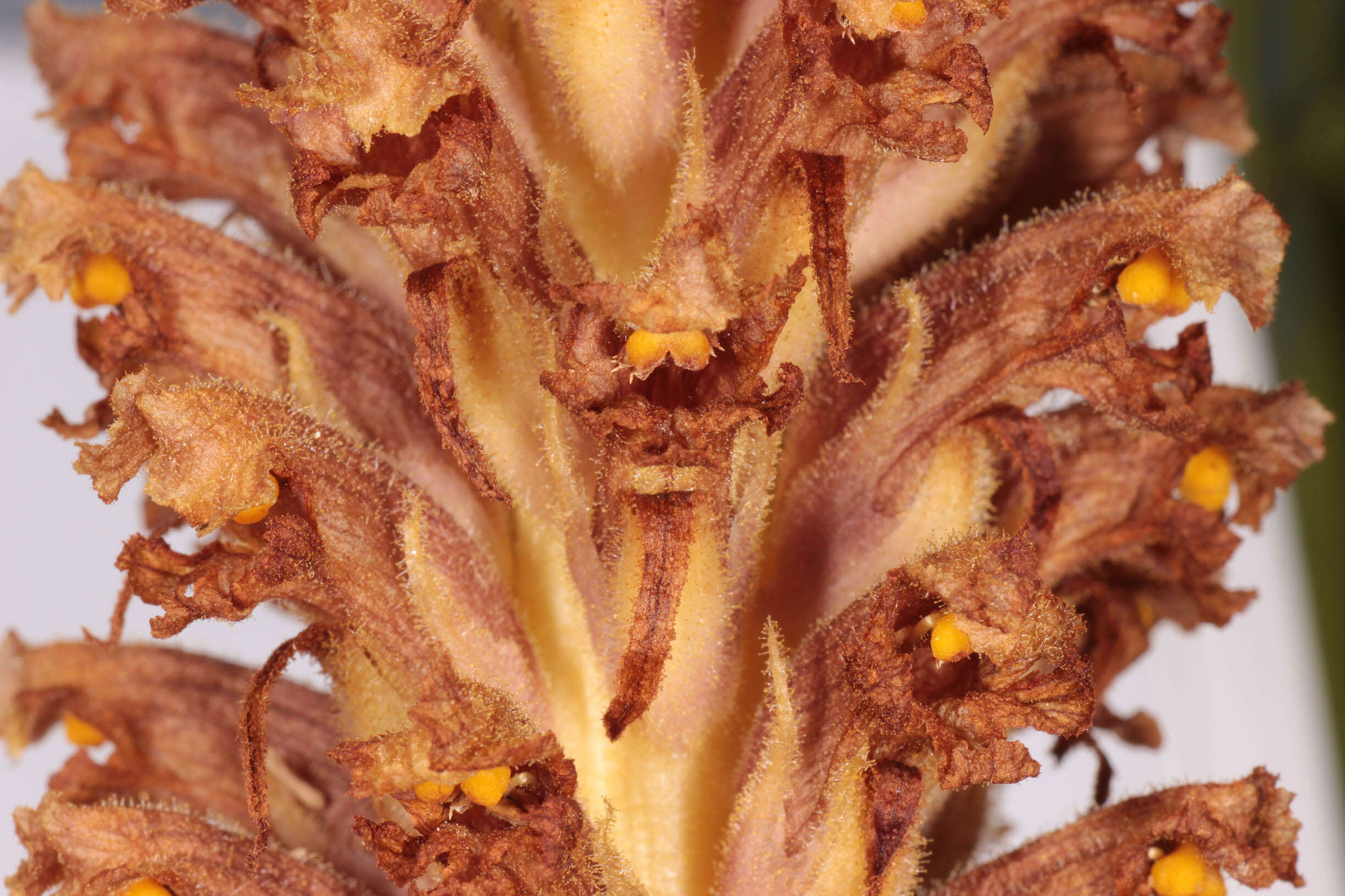 Image of Orobanche elatior Sutton