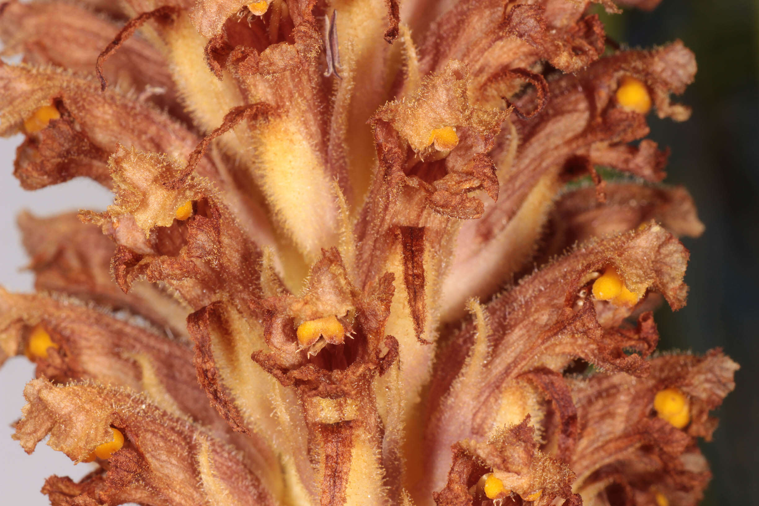 Image of Orobanche elatior Sutton