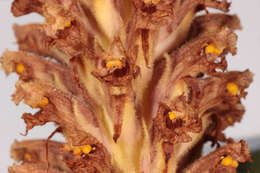 Image of Orobanche elatior Sutton