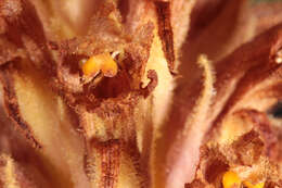 Image of Orobanche elatior Sutton