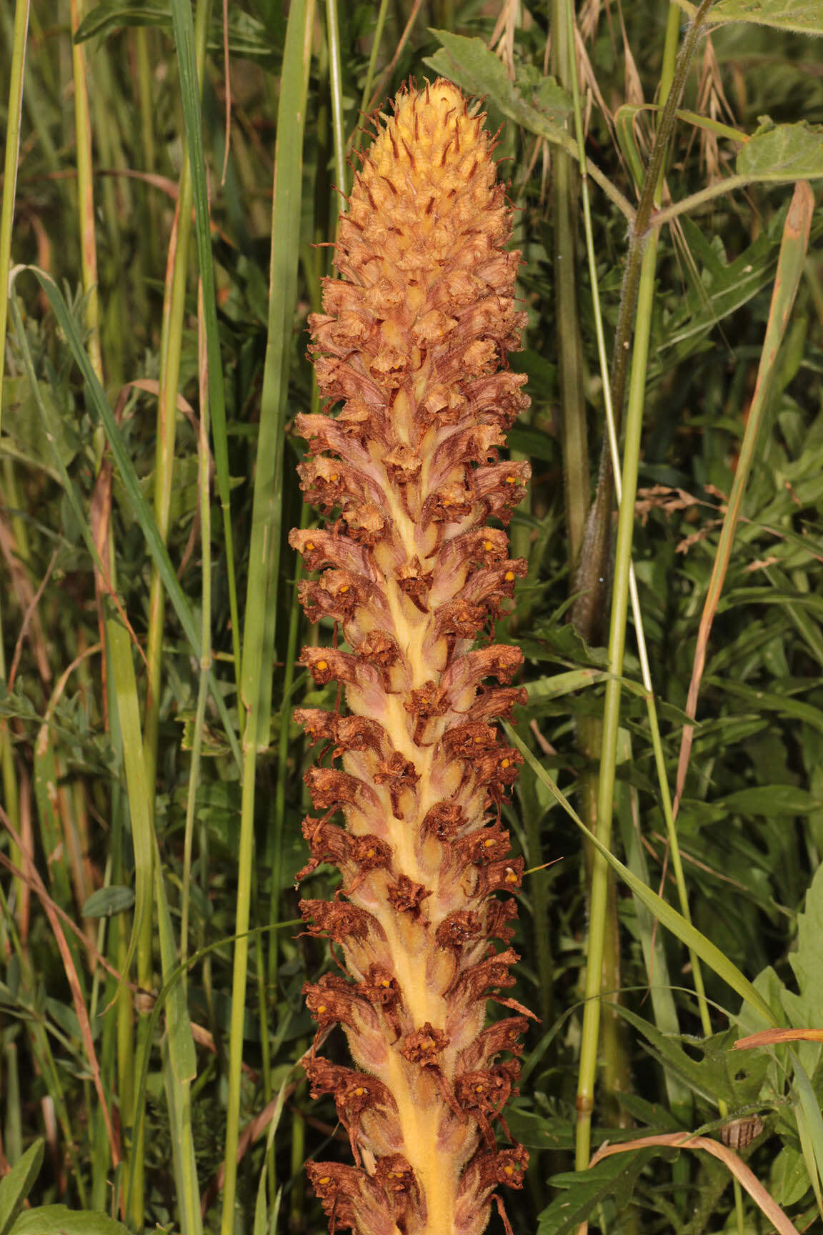 Imagem de Orobanche elatior Sutton